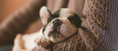 French Bulldog puppy sleeping in a woman's arms