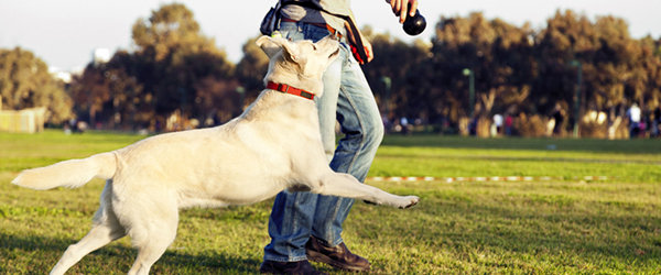 Man playing with a Golden Lab in a park
