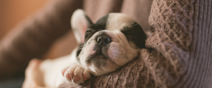 French Bulldog puppy sleeping in a woman's arms