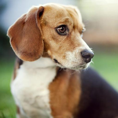 Up close a photo of a tricolor Beagle