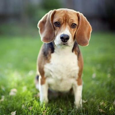 Photo of a tricolor Beagle