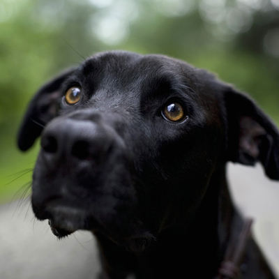Close up of a black Lab's face