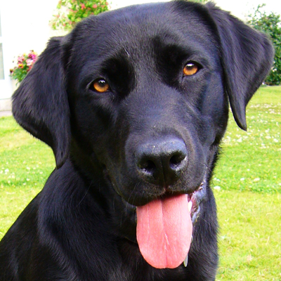 Black Lab's face with tongue hanging out