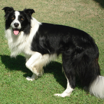 Full body photo of a black and white Collie