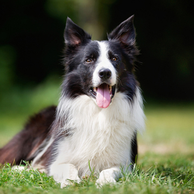 Black and white Collie laying down in the grass