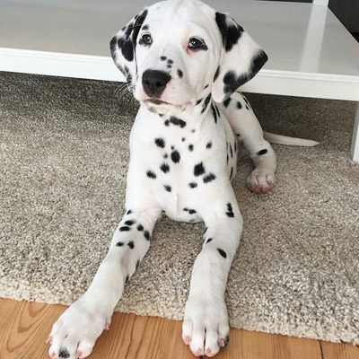 Dalmation puppy laying down on carpet