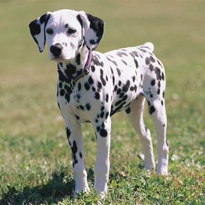 Full body photo of Dalmation puppy standing