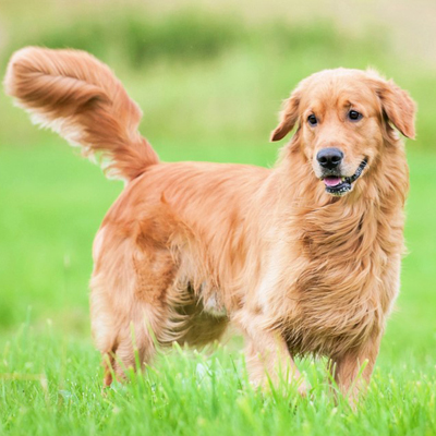 Golden Retriever standing outside in the wind