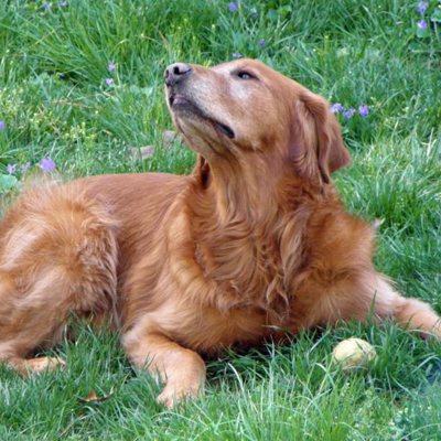 Golden Retriever laying in the grass with a ball