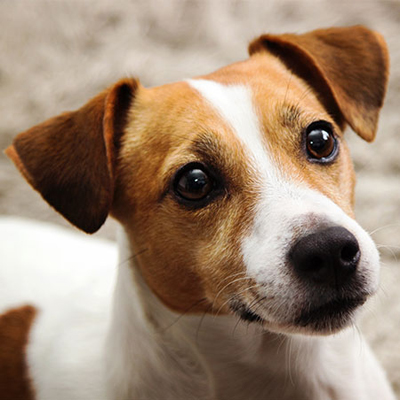 Close up of a brown and white Jack Russel Terrier's face