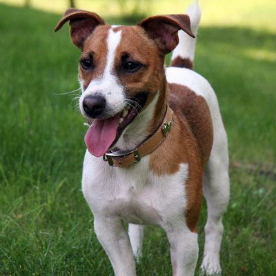 Full body photo of brown and white Jack Russel Terrier