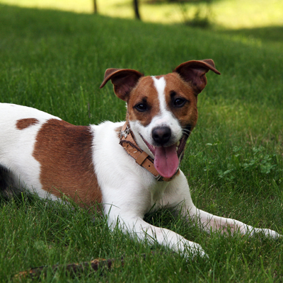 Brown and white Jack Russel Terrier playing in the grass.