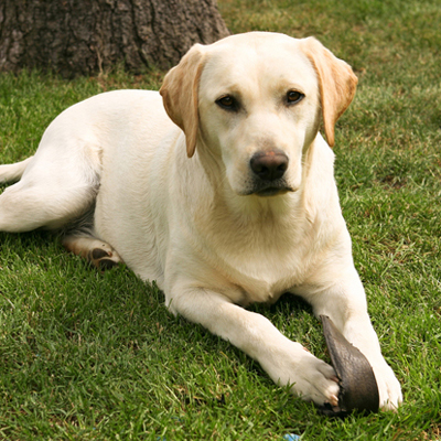 Golden Lab laying in the grass with a chew toy