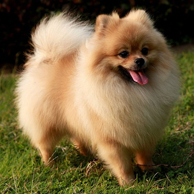 Full body photo of a brown Pomeranian