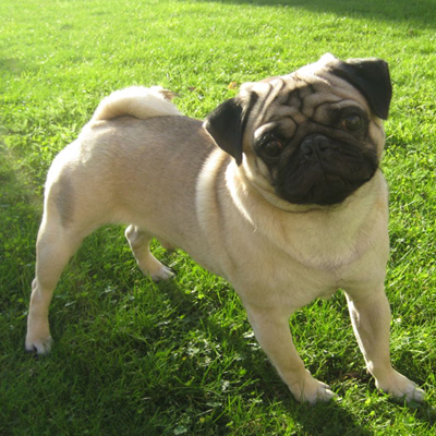 Full body photo of a black and tan Pug standing in the grass