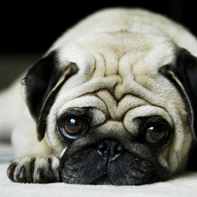 Close up of a black and tan Pug's face laying down