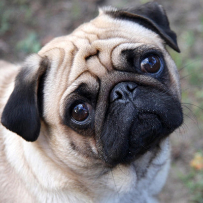 Close up of a black and tan Pug's face