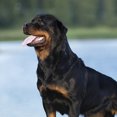 Black and red Rottweiler at the lakeside