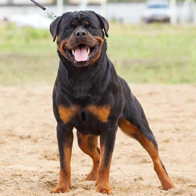 Full body photo of a black and red Rottweiler