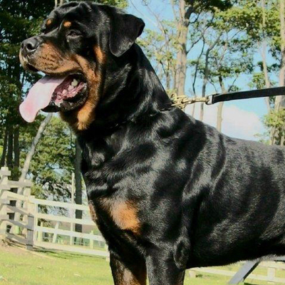 Close up of a black and red Rottweiler outside
