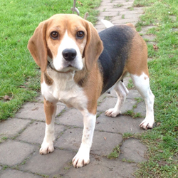 Full body photo of a tricolor Beagle named Sadie