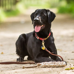 Full body photo of a black Lab named Cooper