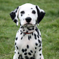 Close up of a Dalmation puppy named Bailey