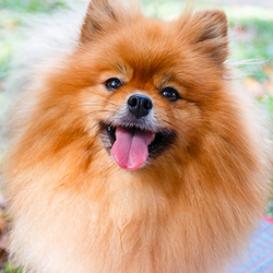 Close up of a brown Pomeranian named CoCo